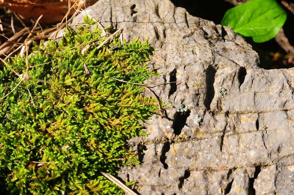 biodiversità-5 motivi per trascorrere più tempo in natura